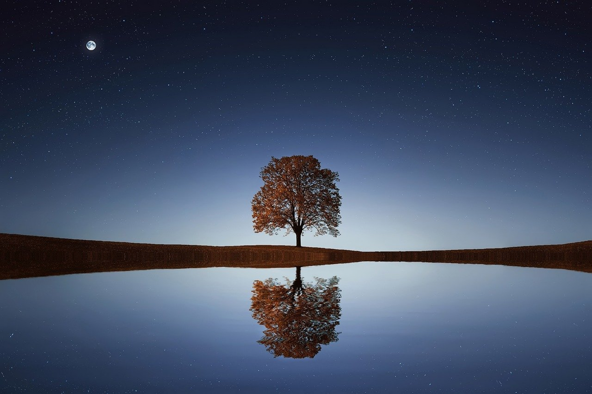 Tree of Life